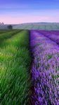 pic for Lavender Field In England 